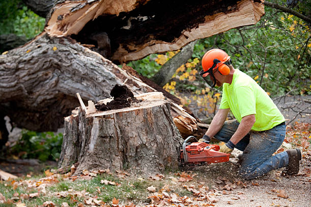 Professional  Tree Services in Yucaipa, CA